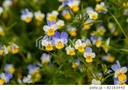 Meadow flowers tricolor violet among grass, purple yellow 82163440