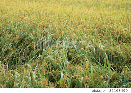 The rice is ready to harvest 82163490