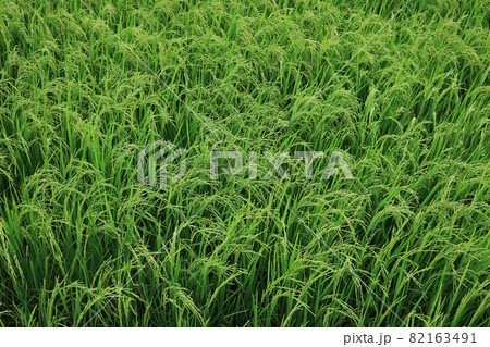growth rice in the field growth rice in the field 82163491