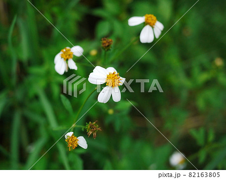 キンケイギク 金鶏菊 センダングサ 82163805