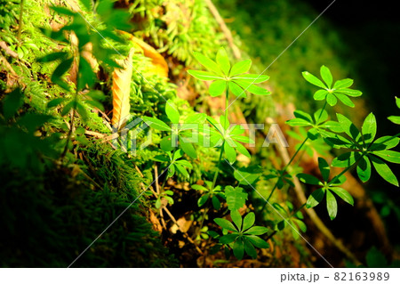 車葉草 車葉草 82163989