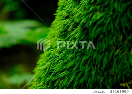 苔に覆われた樹木 苔に覆われた樹木 82163990