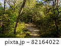 森の中で 82164022