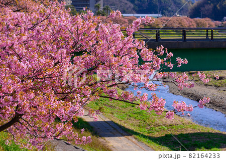 静岡県南伊豆町　みなみの桜　満開の桜 82164233