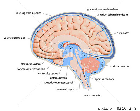 Diagram Illustrating Cerebrospinal Fluid CSF inのイラスト