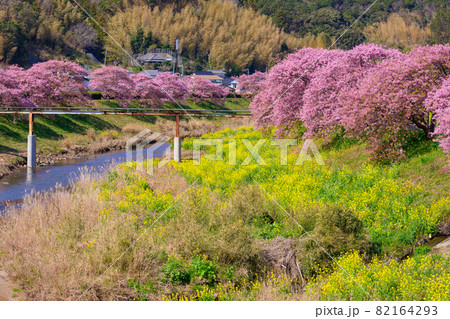 静岡県南伊豆町　みなみの桜　満開の桜 82164293