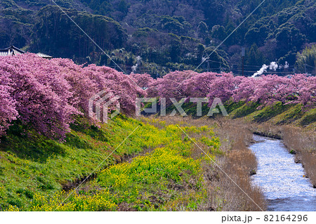 静岡県南伊豆町 みなみの桜 満開の桜 静岡県南伊豆町 みなみの桜 満開の桜 82164296