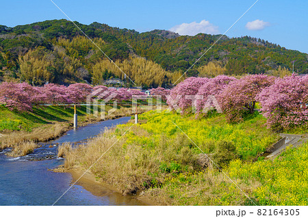 静岡県南伊豆町　みなみの桜　満開の桜 82164305