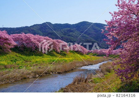 静岡県南伊豆町　みなみの桜　満開の桜 82164316
