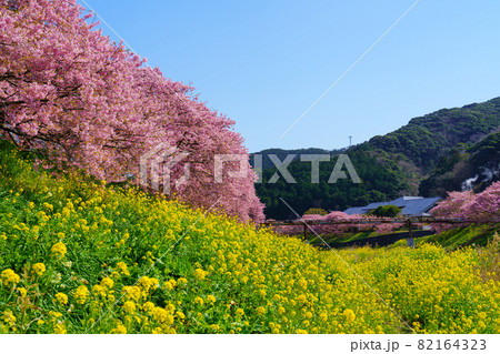 静岡県南伊豆町　みなみの桜　満開の桜 82164323