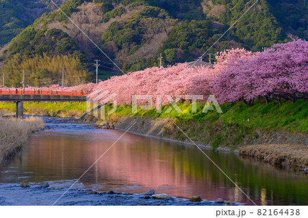 静岡県河津町 河津桜 静岡県河津町 河津桜 82164438