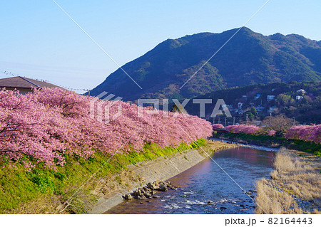 静岡県河津町　河津桜 82164443