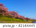 静岡県河津町　河津桜 82164445