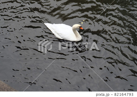 American pekin duck in the dark river 82164793