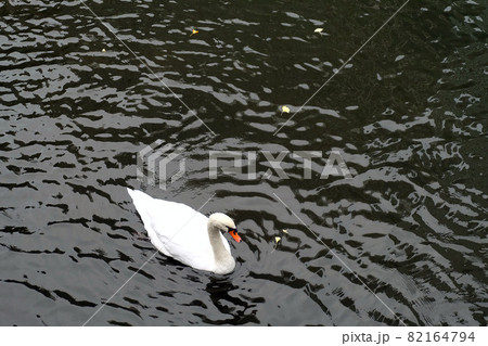 American pekin duck in the dark river 82164794