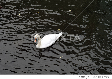 American pekin duck in the dark river 82164795