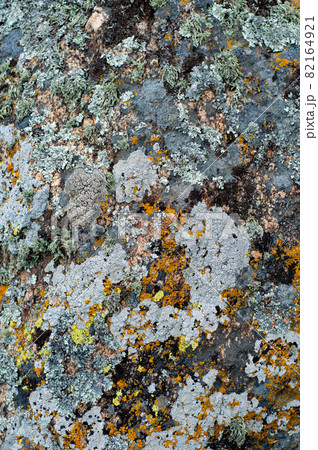 Background with granite stone overgrown with various moss Background with granite stone overgrown with various moss 82164921