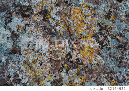 Background with granite stone overgrown with various moss Background with granite stone overgrown with various moss 82164922