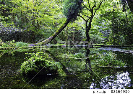 熊本県の名水百選に指定されている幻想的な山吹水源（熊本県阿蘇郡産山村） 82164930
