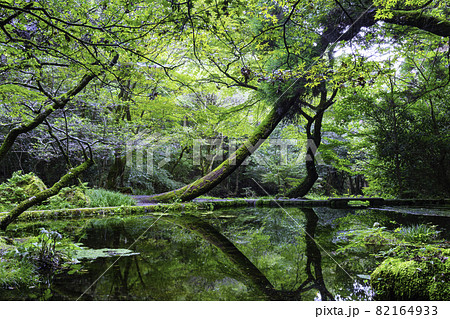 熊本県の名水百選に指定されている幻想的な山吹水源（熊本県阿蘇郡産山村） 82164933