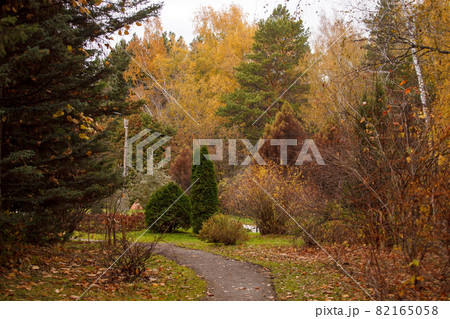 Golden autumn in city park, seasonal landscape, beautiful nature, Time for romantic walking. Tree alley in fall background 82165058