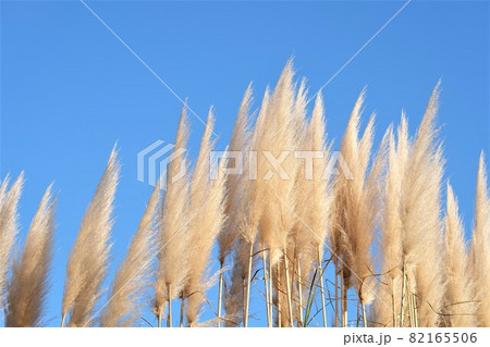 grass flower in tne nice sky ,grass flower in the park background grass flower in tne nice sky ,grass flower in the park background 82165506