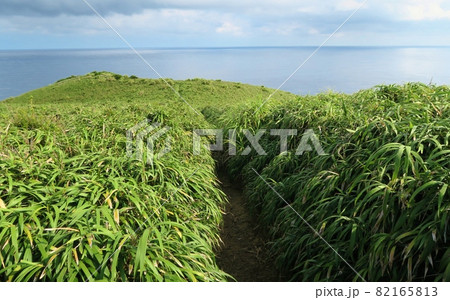 夏の宮古崎ササント　鹿児島 82165813