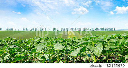 Field with sunflower and beautiful blue sky. Wide photo. Field with sunflower and beautiful blue sky. Wide photo. 82165970