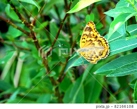 コムラサキの雌 コムラサキの雌 82166108