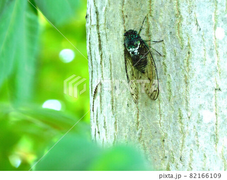 木の幹のミンミンゼミ 木の幹のミンミンゼミ 82166109