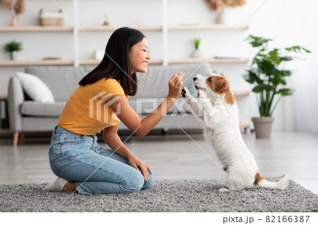 Female owner giving treats to dog standing on hind legs Female owner giving treats to dog standing on hind legs 82166387