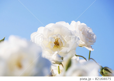 白いバラ 薔薇の花 イメージ素材 白いバラ 薔薇の花 イメージ素材 82168075