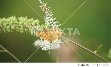 サラシナショウマの蜜を吸うミドリヒョウモン サラシナショウマの蜜を吸うミドリヒョウモン 82168902
