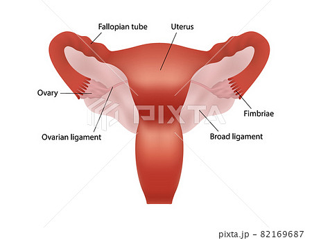 Realistic illustration of female human reproductive system with organs description on white background Realistic illustration of female human reproductive system with organs description on white background 82169687