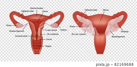 Realistic image of female human reproductive system with description isolated on transparent background Realistic image of female human reproductive system with description isolated on transparent background 82169688