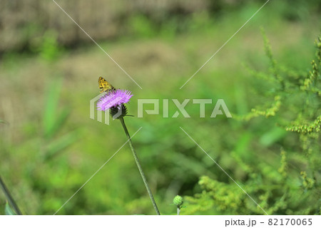 アザミが好物 82170065