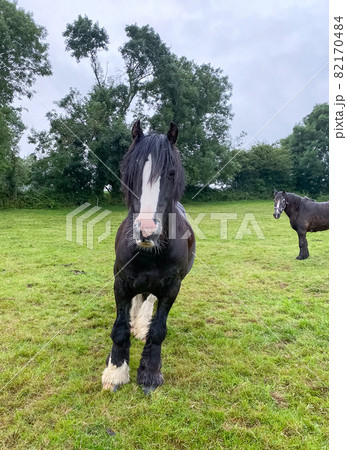 Black and white horses at green pastures of the farm. Country summer landscape, farm animals concept 82170484