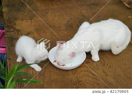 迷い込んできた可愛い野良猫の子猫を共同で面倒を見る野良猫達 82170605