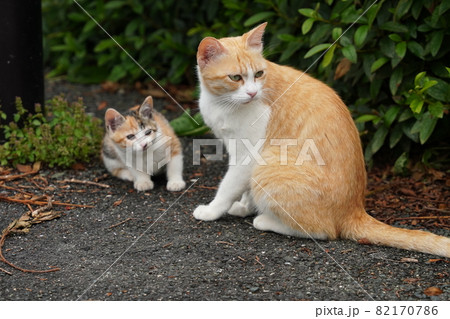 野良猫の可愛い子猫達はお母さんと一緒にすくすく成長 野良猫の可愛い子猫達はお母さんと一緒にすくすく成長 82170786