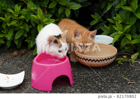 野良猫の可愛い子猫達はお母さんと一緒にすくすく成長 82170802