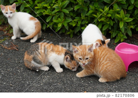 野良猫の可愛い子猫達はお母さんと一緒にすくすく成長 82170806