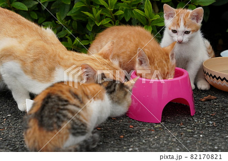 野良猫の可愛い子猫達はお母さんと一緒にすくすく成長 82170821