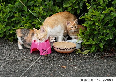 野良猫の可愛い子猫達はお母さんと一緒にすくすく成長の写真素材