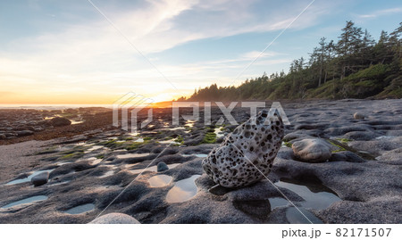 Botanical Beach on the West Coast of Pacific Ocean. Botanical Beach on the West Coast of Pacific Ocean. 82171507