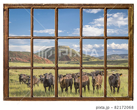 Open range cattle in Colorado - window view 82172068
