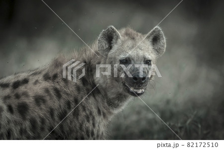 Hyena South Africa 82172510
