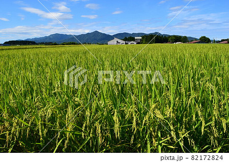 稔り始めた稲穂 庄内米 82172824