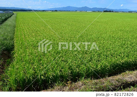 稔り始めた稲穂 庄内米 82172826