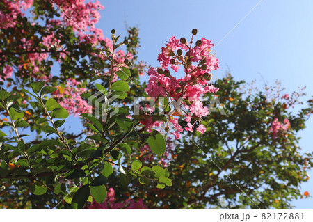 ピンクの百日紅の花とぼんやり見える樹と青空 ピンクの百日紅の花とぼんやり見える樹と青空 82172881