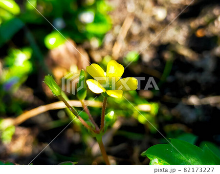 揺れる光と影の中のカタバミの花 82173227